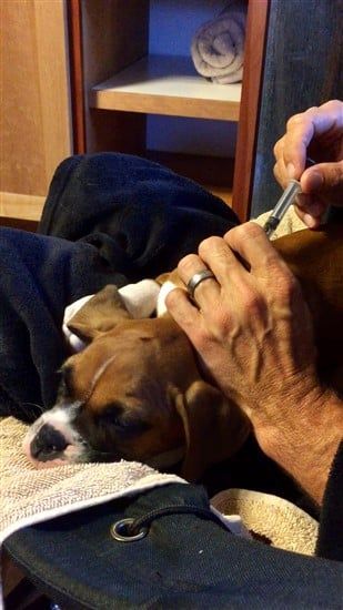 boxer-puppy-getting-treated-for-parvo